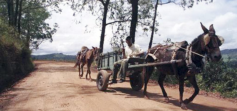 Imagem antiga de tropeiros conduzindo animais carregados por um caminho de terra.